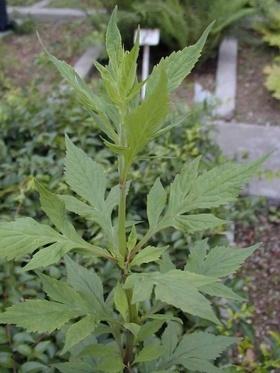 杩欓噹鑽夊啘鏉戝緢甯歌,杩欑閲庤崏涓嶄絾濂藉悆杩樿兘鍏ヨ嵂