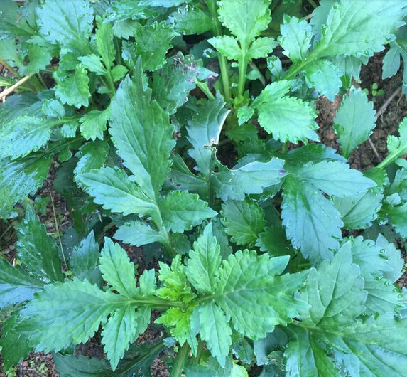 杩欓噹鑽夊啘鏉戝緢甯歌,杩欑閲庤崏涓嶄絾濂藉悆杩樿兘鍏ヨ嵂