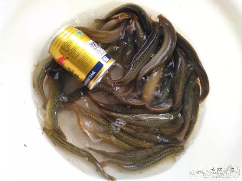 2020年养台湾泥鳅技术视频,泥鳅的养殖方法和利润