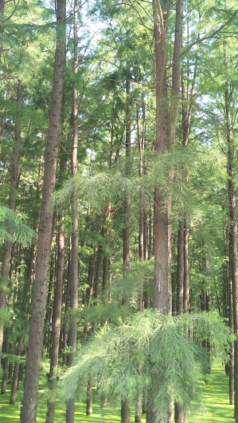 新蔡一个五湖环绕的生态水城,新蔡生态水城宣传片