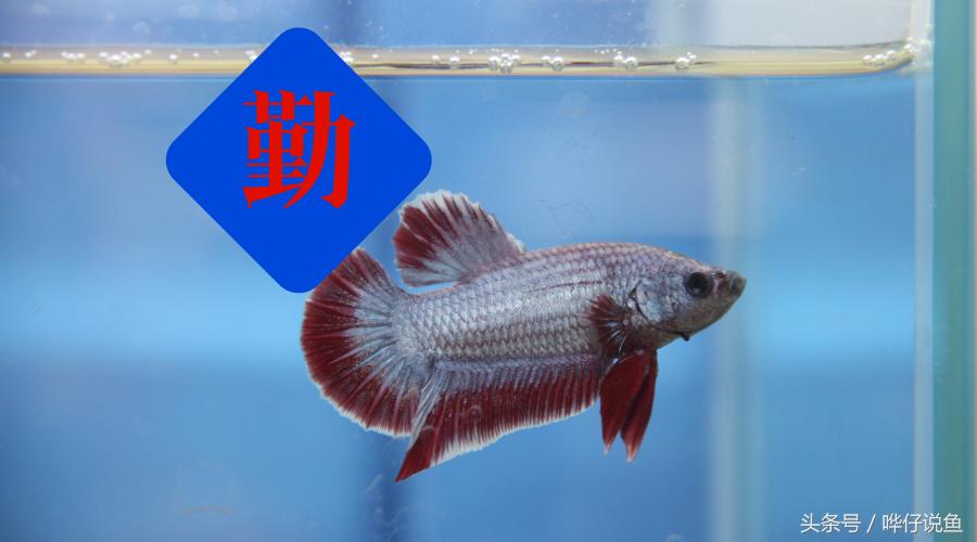养观赏鱼需要关注什么事项,养观赏鱼要关注哪些事项