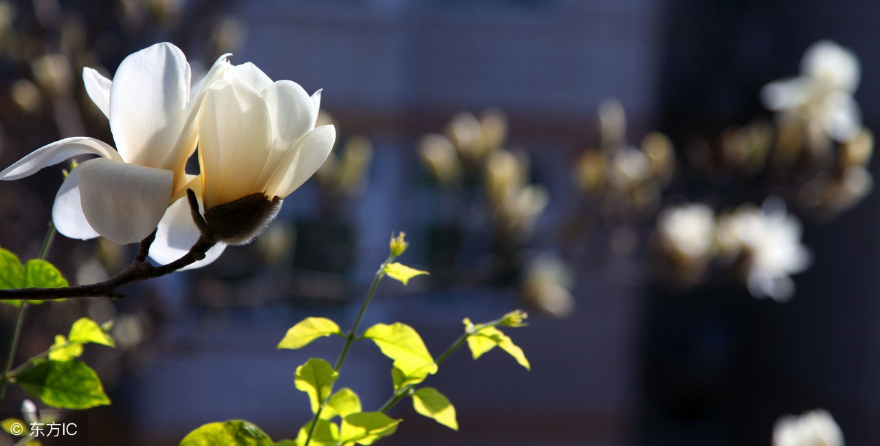 中国的市花、校花，可不知它药食两用，治头痛鼻塞，种植极具潜力
