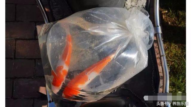 锦鲤鱼缸团灭后重头开缸,锦鲤遭团灭
