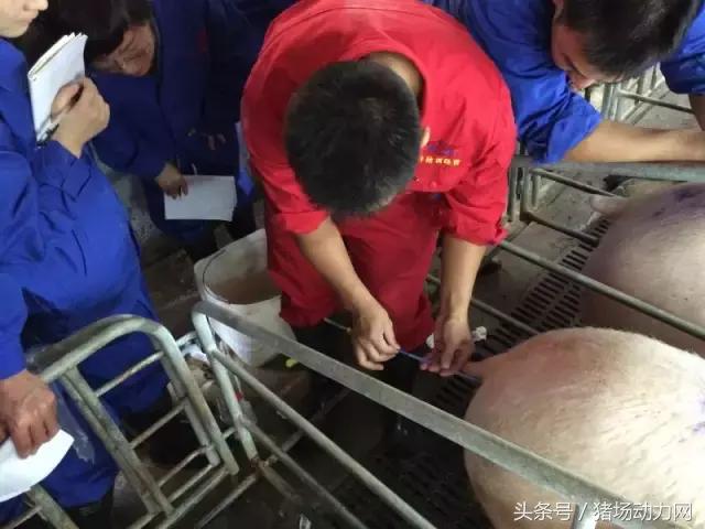 手把手教你深部母猪输精详细操作流程