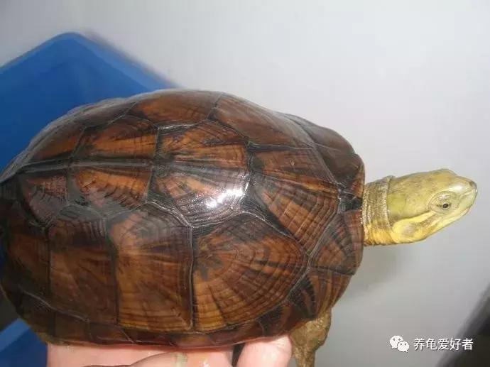 给龟多喂点蔬菜怎么样,给龟喂肉吃什么