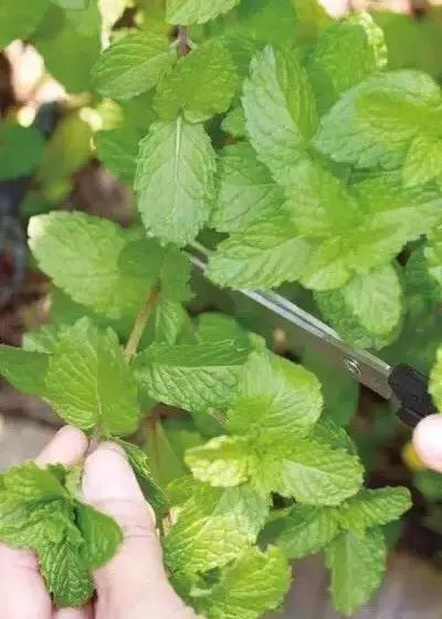 闲时种花草,夏天种几盆薄荷