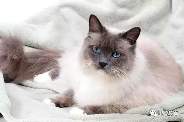 美丽优雅的仙女猫布偶猫,布偶猫仙女布偶