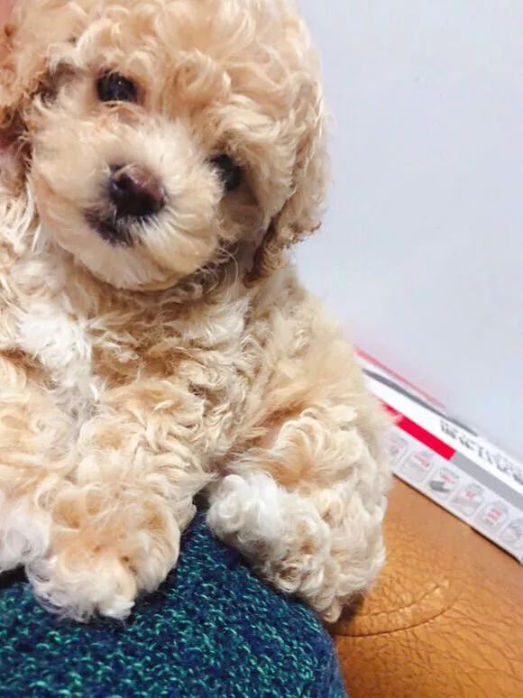怎么看矮脚比熊幼犬的品相,如何挑选比熊幼犬
