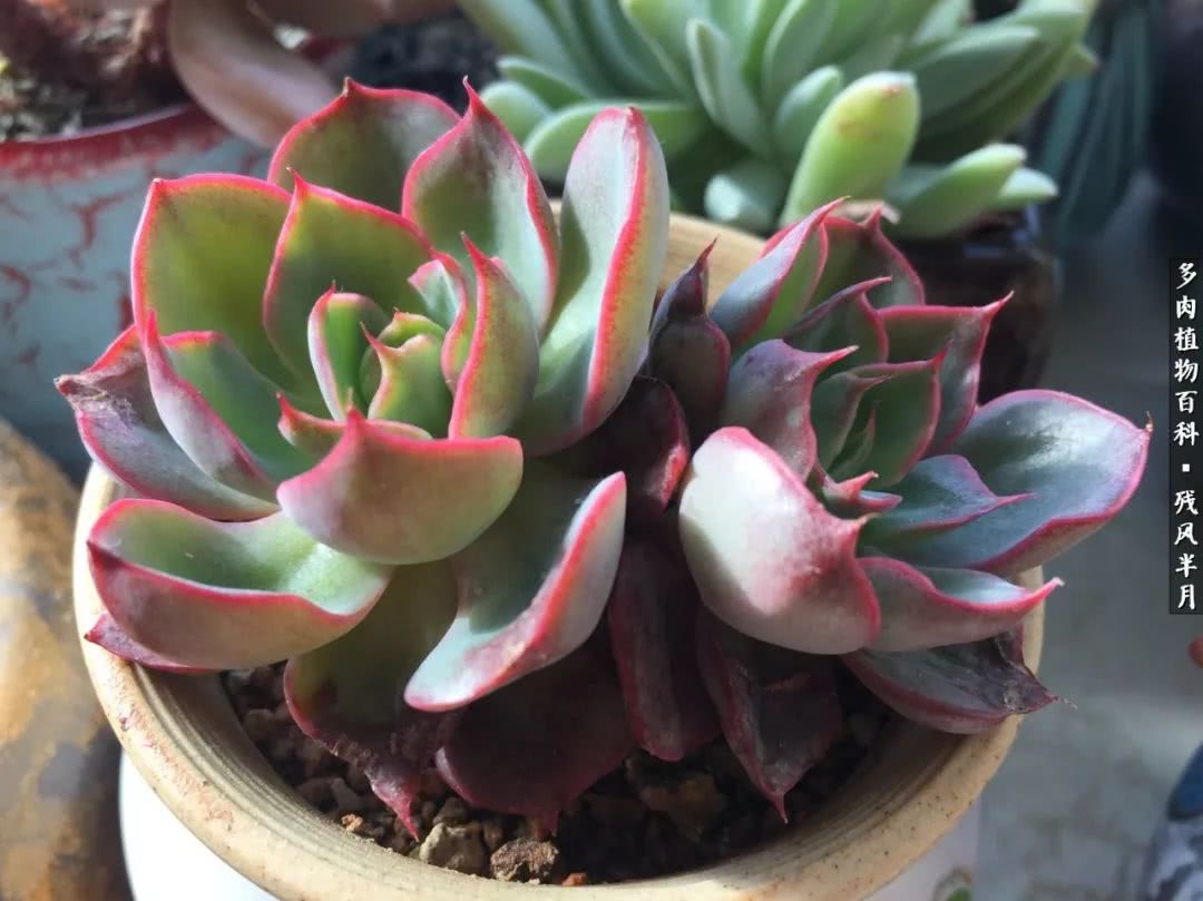 在多肉中治愈生活,养多肉生活中的快乐源泉