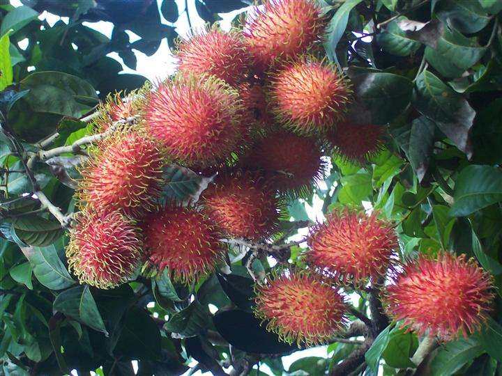 红毛丹营养价值及功效,红毛丹果营养和功效与作用