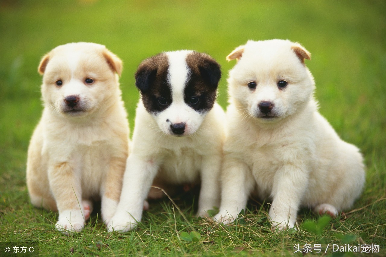 狗狗换狗粮后拉稀怎么治疗,狗狗换狗粮拉软便呕吐怎么办