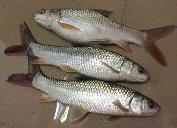 一不小心钓鱼上瘾,刚钓鱼就上瘾