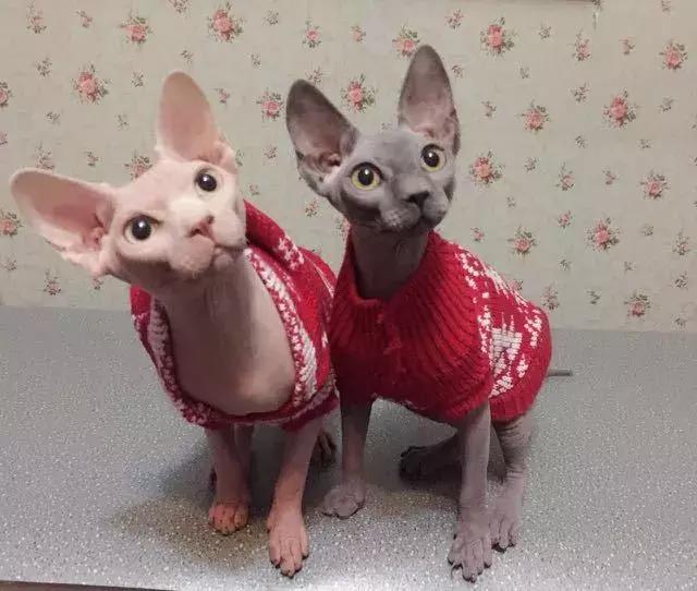 据说葡萄酒爱好者都这么给猫主子起名字……