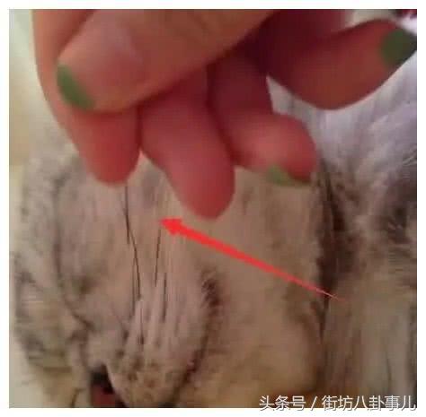 不小心把猫咪胡子薅下来了怎么办,不小心把猫咪胡子拔下来了怎么办