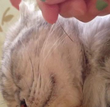 不小心把猫咪胡子薅下来了怎么办,不小心把猫咪胡子拔下来了怎么办