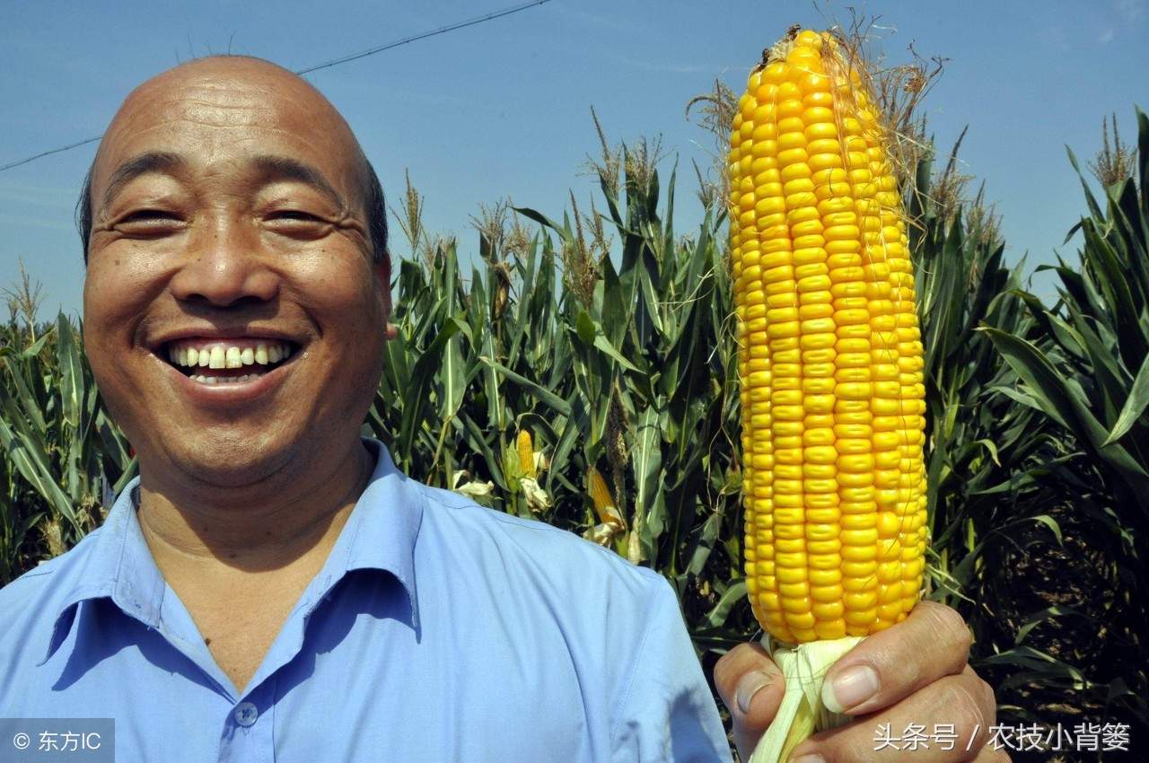 玉米长茬子怎么处理,玉米侧芽什么时候掰