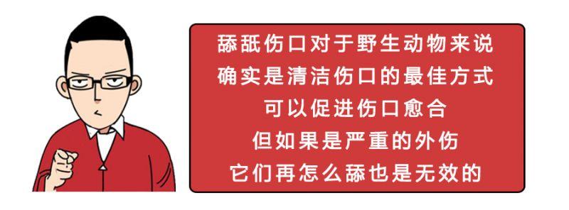 手指割破了能用嘴吗,手指被割了一个口子会愈合吗