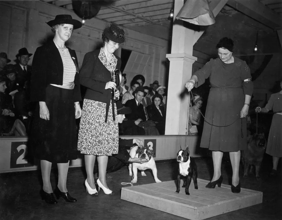 波士顿梗和法斗的串串,波士顿梗犬和法斗哪个好