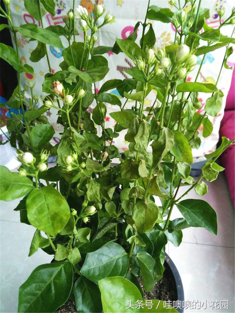 茉莉叶片发蔫卷曲怎么回事,茉莉新长的叶片卷边怎么办