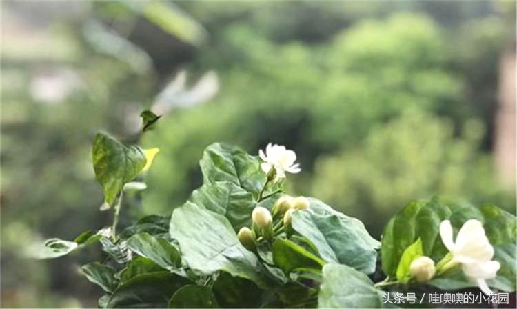 茉莉叶片发蔫卷曲怎么回事,茉莉新长的叶片卷边怎么办