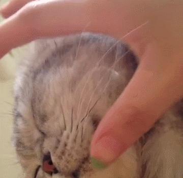 不小心撸掉猫咪胡须，铲屎官紧张到手抖，竟默默插了回去！