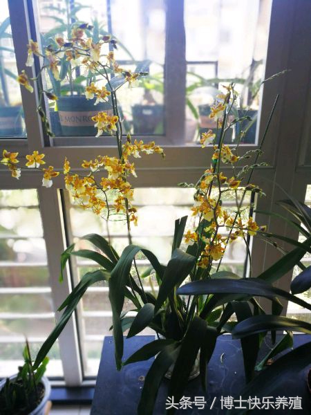 文心兰为什么会枯黄烂根,文心兰开花期间的养护方法