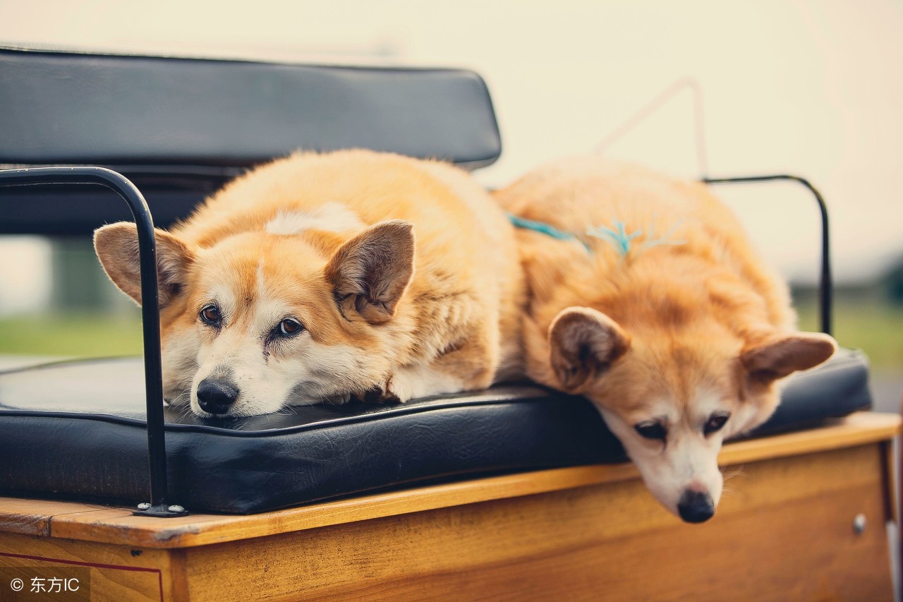 宠物死后还能挖出来重头下葬吗,宠物死后是埋地下还是火化好