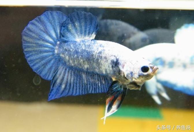 中国斗鱼和泰国斗鱼哪个比较好养,怎么挑好的泰国斗鱼品种视频
