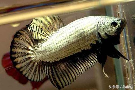 中国斗鱼和泰国斗鱼哪个比较好养,怎么挑好的泰国斗鱼品种视频