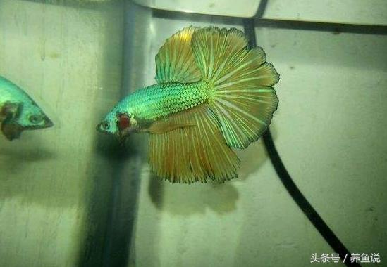 中国斗鱼和泰国斗鱼哪个比较好养,怎么挑好的泰国斗鱼品种视频