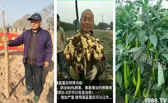 辣椒苗期药害怎么缓解,解除辣椒药害的方法