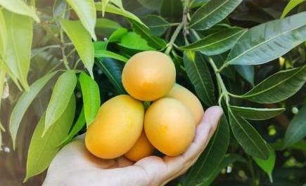 吃完的芒果核不要扔,吃完了芒果核怎么种芒果树