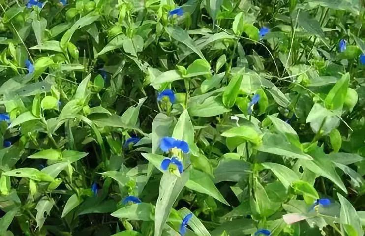 防除农田杂草用什么药,防除麦田杂草用哪些药