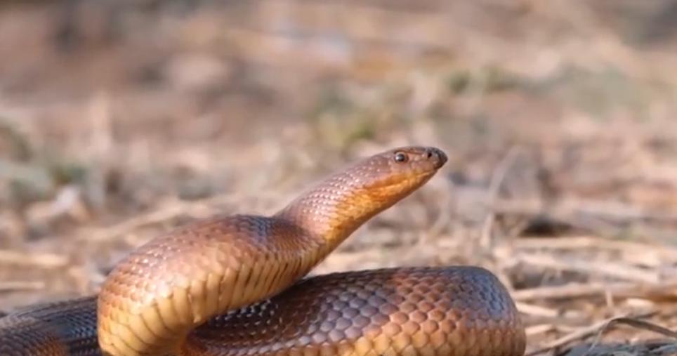 平头哥蜜獾大战黑曼巴蛇解说,动物兄弟第一季蜜獾黑曼巴蛇