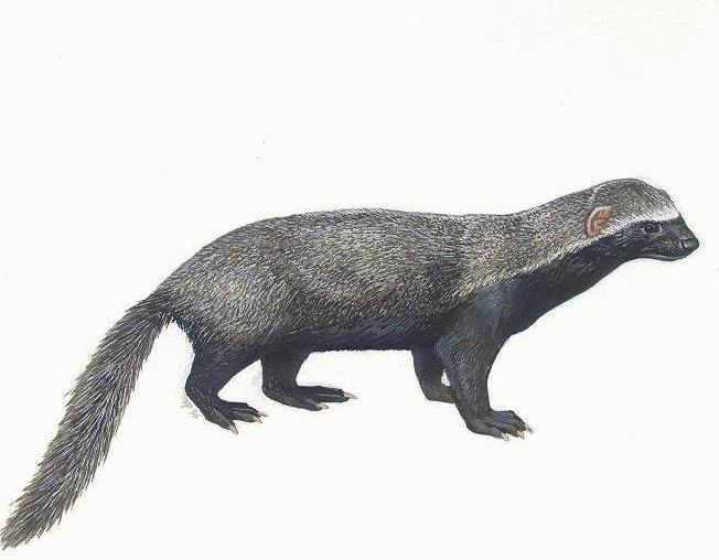 平头哥蜜獾大战黑曼巴蛇解说,动物兄弟第一季蜜獾黑曼巴蛇