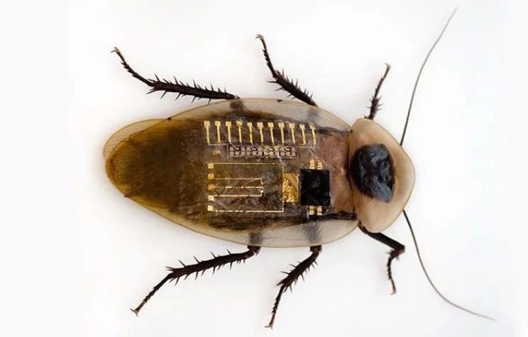 她曾深陷“诺奖级”学术丑闻，潜心耕耘靠人造皮肤爬回巅峰