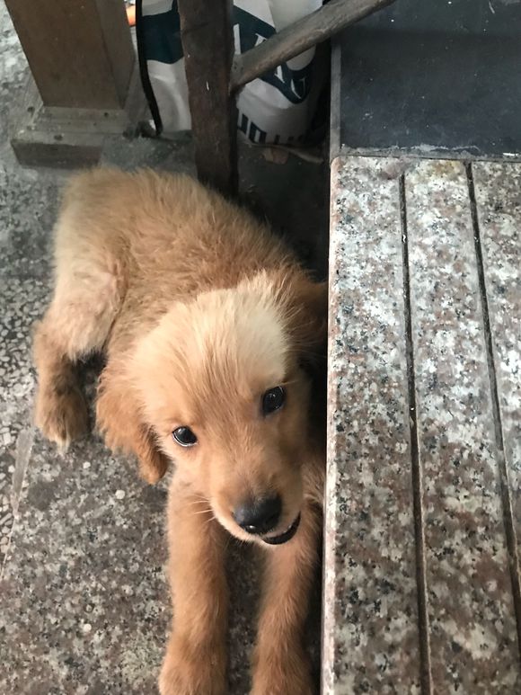 金毛吃多少葡萄有危险,成年金毛吃了四颗葡萄怎么办