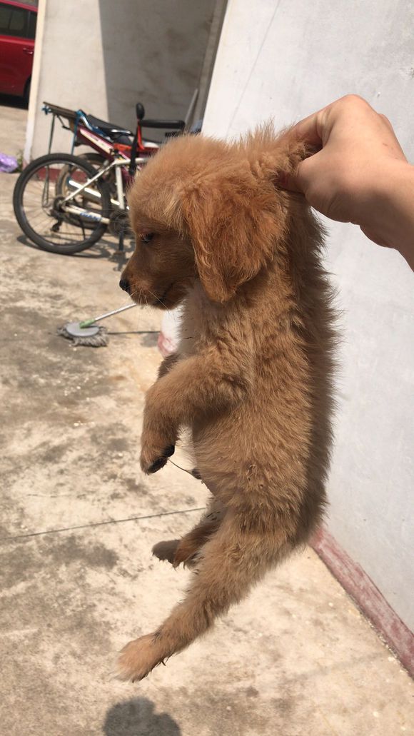 金毛吃多少葡萄有危险,成年金毛吃了四颗葡萄怎么办