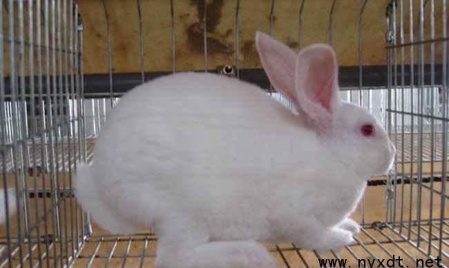 养殖肉兔的基本知识和技术,养殖技术新手入行心得