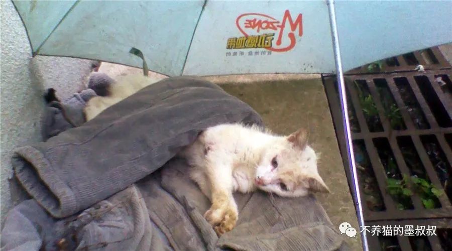 对不起啊小猫咪，我不是药神