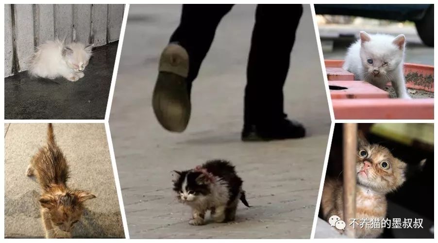 对不起啊小猫咪，我不是药神