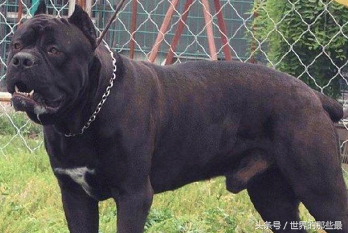 各种类型的藏獒,所有猛犬系列