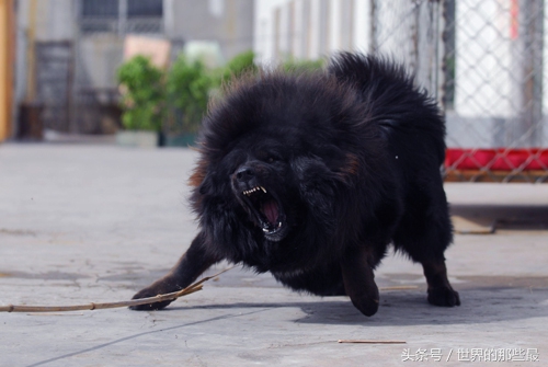 各种类型的藏獒,所有猛犬系列