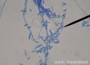 黄瓜枯萎病农业防治,黄瓜萎蔫病应关注事项