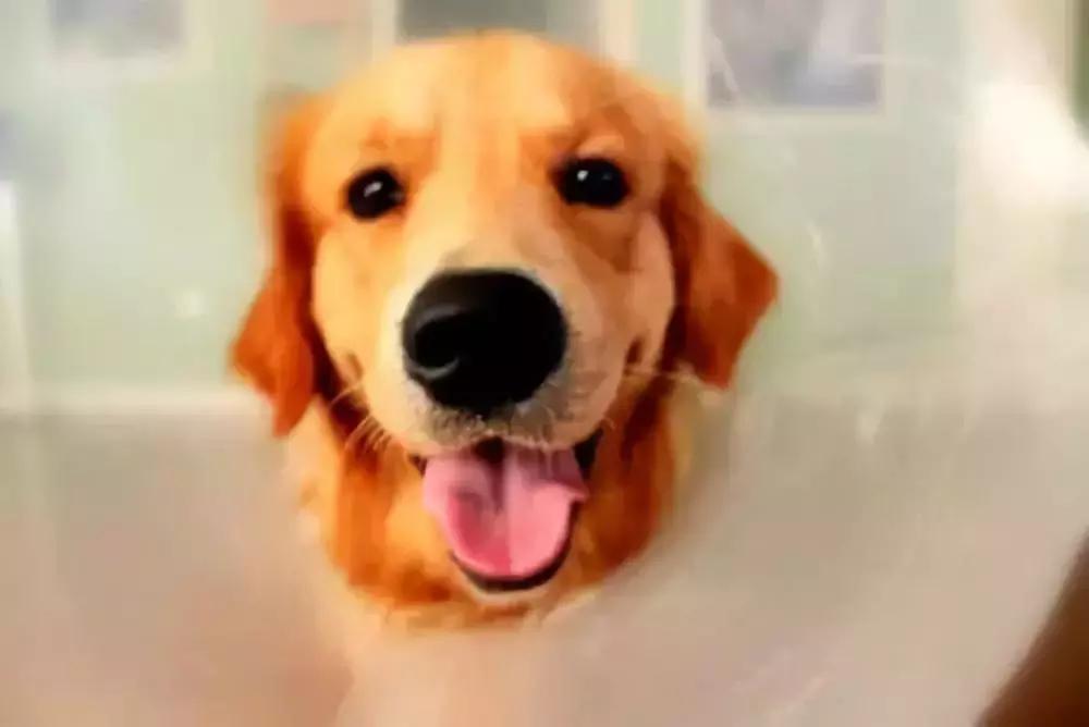 独家｜产品驱动，口碑拉新，蜗牛小店年底要服务2万家宠物店