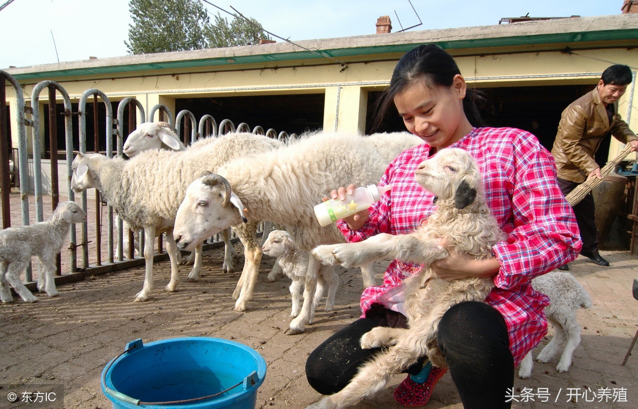 羊常见病怎样预防,常见羊病及其防治知识