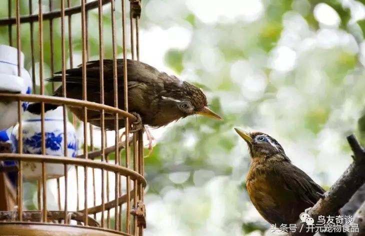 画眉的学习技巧,画眉鸟的知识