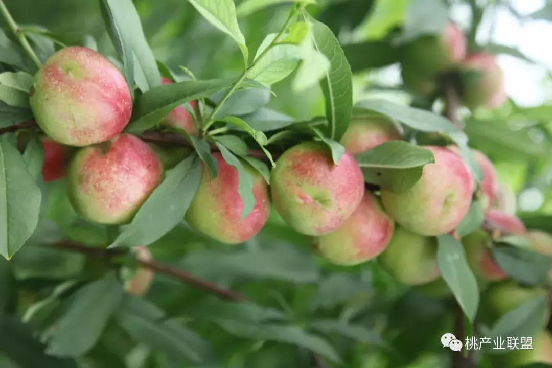 雨多苗床管理,雨多气候低适合种植什么