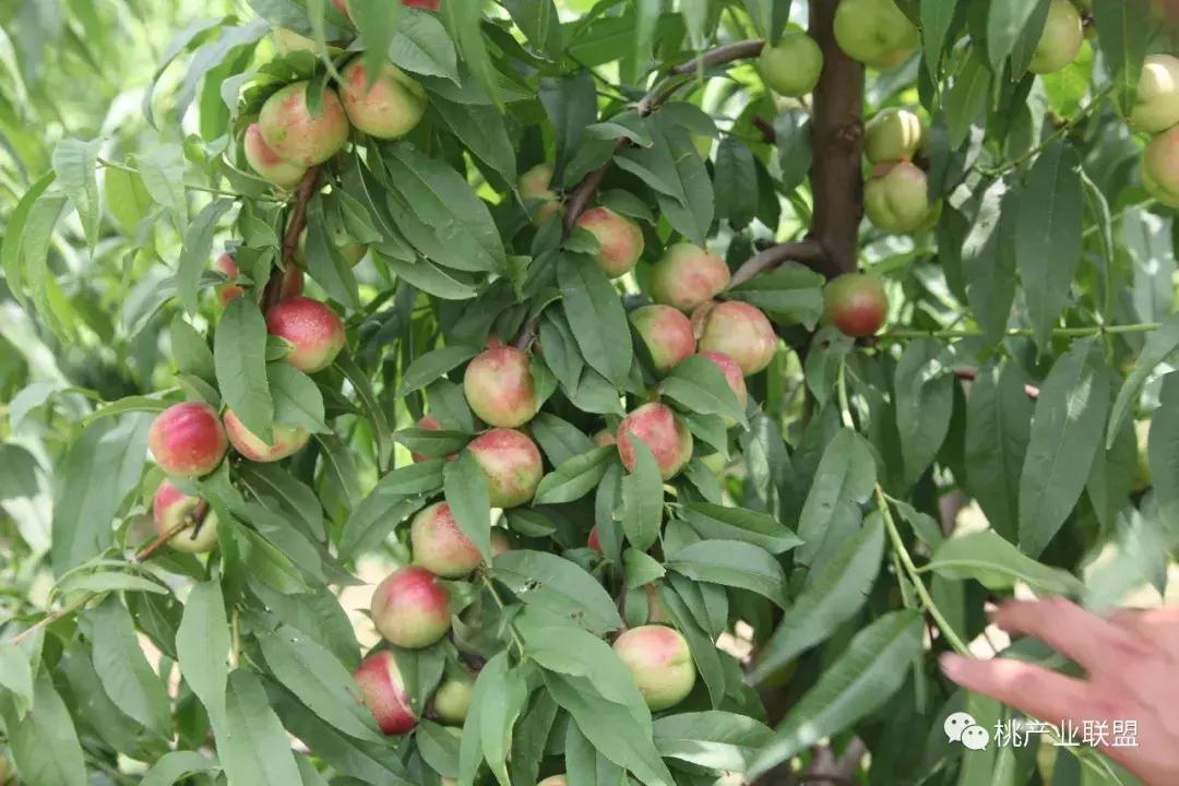 雨多苗床管理,雨多气候低适合种植什么