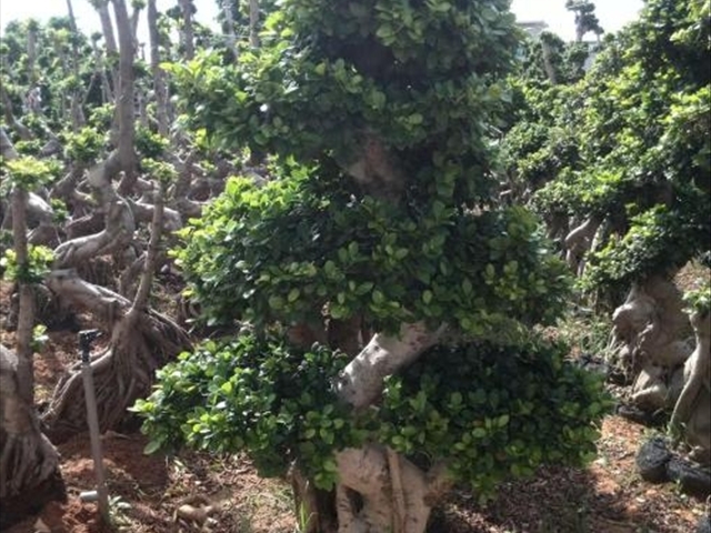 榕树种植方法土壤要求,榕树种植方法与技巧